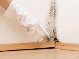 Best Mold Damage Restoration  in Wilmington, NC